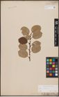 Foto von Salix caprea L.